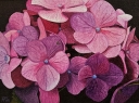 Flores 7